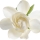 Gardenya
