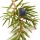 Juniper notası