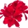 Pelargonium notası