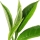 Çay